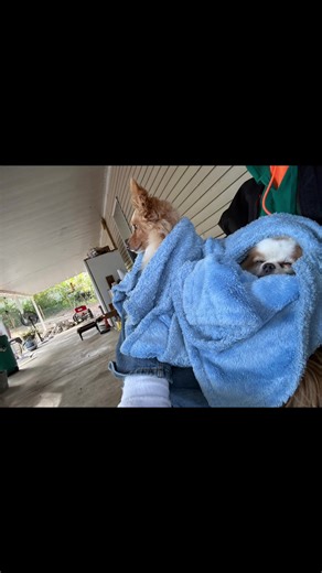 terry (@bellagirl698)’s videos with Sweater Weather - Saturday Night Live - SNL