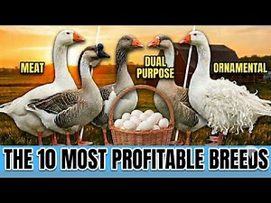 ​The 10 Most PROFITABLE GOOSE Breeds (Sexual Maturity, Meat & Eggs)