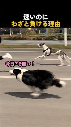 負けず嫌いなボーダーコリーを本気にさせたら… #ボーダーコリー #グレーハウンド #犬
