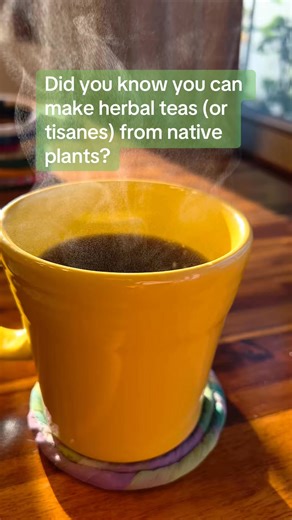 Did you know you can make herbal teas (or tisanes) from native plants? These are some popular species for making a tasty brew: - Yarrow (Achillea millefolium) - Giant Hyssops (Agastache species) - New Jersey Tea (Ceanothus americanus) - Sweet Fern (Comptonia peregrina) - Purple Prairie Clover (Dalea purpurea) - Wintergreen (Gaultheria procumbens) - Spicebush (Lindera benzoin) - Eastern White Pine (Pinus strobus) - Mints (Blephilia Pycnanthemum species) #DeeplyRootedLandscapes #YourYardIsHabitat 