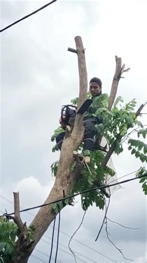 carpenter skills Woodworking projects Technique #shortvideo #treecutting #chainsaw