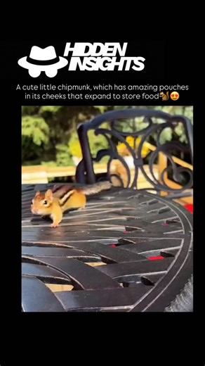 Hidden Insightsss on Instagram: "A cute little chipmunk, which has amazing pouches in its cheeks that expand to store food. Here is a breakdown of what is happening: The “Heist”: The chipmunk is standing on a metal patio table, holding a large peanut in its shell with both paws. It is trying to stuff the peanut into its mouth. Stuffed Cheeks: You can see that its cheeks (pouches) are already bulging, meaning it has already collected several other pieces of food to take back to its burrow. The Co