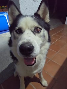 Cómo se llama Bombona el Husky: diálogo divertido con Juan