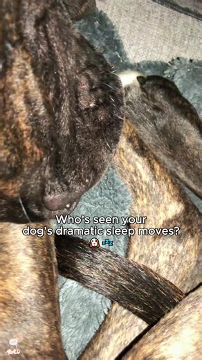 Hilarious Dog Sleep Moves You Must See!