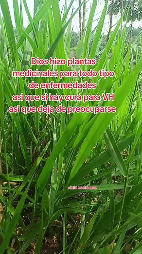 Curas Naturales: Dios y las Plantas Medicinales