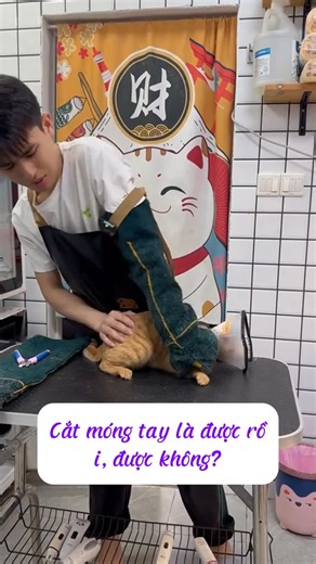 324K views · 3.2K reactions | Ổng lỳ hơn con mèo cam nữa 凉 Vid: Eo Sa Review | Review Chất | Facebook