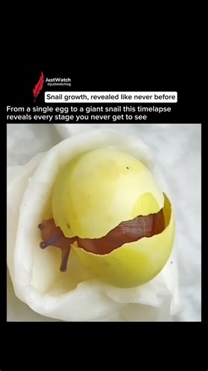 Snail Life From Egg to Giant Snail in Seconds #education #scienceexplained