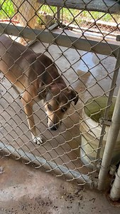 2.9K views · 200 reactions | Pound puppies! | Amy’s Animal Rescue of Star City | Facebook