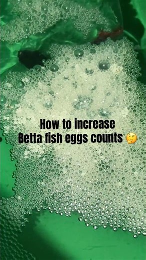 How to breeding betta fish 🤔 in tamil #bettafish #aquarium #shortstrending #tamil #shorts