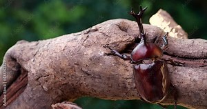 Lateral dolly shot video of a beetle clinging to a tree in the forest.