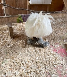 Barn Sanctuary on Reels