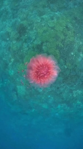 3.7K views · 69 reactions | Meet the Lion’s Mane Jelly – one the largest known species of jellyfish! ⁠⁠Did you know the largest recorded individual was 2.1m (7ft) wide with tentacles reaching 36m (120ft)! ⁠⁠@divetenggol ⁠.Repost @take3forthesea.⁠.⁠.⁠#take3forthesea #jellyfish #underwater #underwaterphotography #ocean #oceanlover #oceanlife #natgeo | Great Barrier Reef Legacy & Forever Reef Project | Facebook