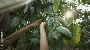 Young woman in Vietnamese straw hat and face mask picks coffee beans from tree’s branch on coffee plantation. Laos. Asia. Jungle, plants leaves, agriculture. Hands close-up. Harvest of coffee cherries