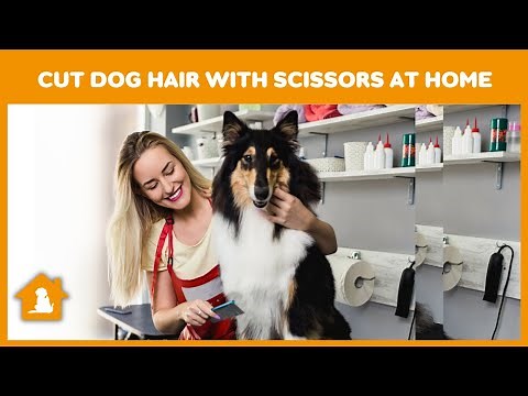 How to Cut Dog Hair With Scissors At Home 🐶 | Cut Your Dog's Hair At Home ✂️ | Pets Guideline