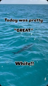 First day back from Costa and a grea Stuart Florida Fishing Charter. Fished a half day today and caught one out of three Sailfish saw two others, all the mahi-mahi we wanted and topped it off with a great white sighting on the way home. | Off The Chain Fishing Charters, Fishing Charters in Stuart Fl