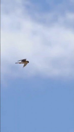 Kestrels: UV Detectives of the Sky!