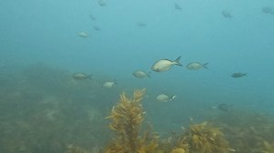 When diving solo in low visibility I anticipate the materialisation of something that is far beyond my control . I can control where I dive, the time, the place, the season to increase my chances of encountering what I most desire. But there is and always will be the element of handing over all control. This percentage is the acceptance that I give to faith and trust rather than fear and doubt. I wear this body from birth to death. So who should be making decision’s that govern its expiry ? Me. 