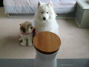 96 reactions | 大好評のSpring Saleも明日で終了⚡ amazon6カ国にてベストセラー 世界中の愛犬家に愛されるFurboで、あなたも愛犬と「離れていてもいつでも一緒」を叶えよう お留守番中の愛犬を見たり、話しかけたり、 おやつもあげられるドッグカメラ ※売り切れ次第終了のため、お早めにお買い求めください。 | Furbo Pet Camera | Facebook