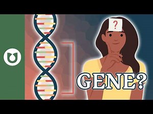 Understanding Genes, Alleles, and Traits