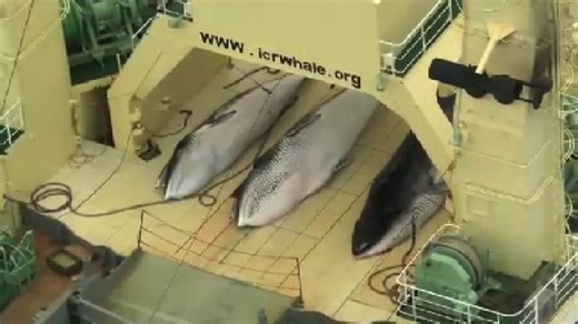 Japanese whaling fleet on run