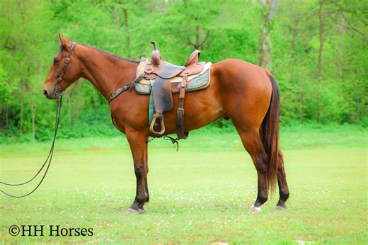 SUPER SMART, BIG, FANCY, GENTLE BAY QUARTER HORSE GELDING For Sale in Fleming, Kentucky, United States of America |