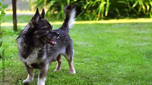Small mixed breed dog with an underbite is standing on the lawn, licking its nose and then walking away. Cute mongrel