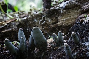 Xylaria polymorpha - Alchetron, The Free Social Encyclopedia