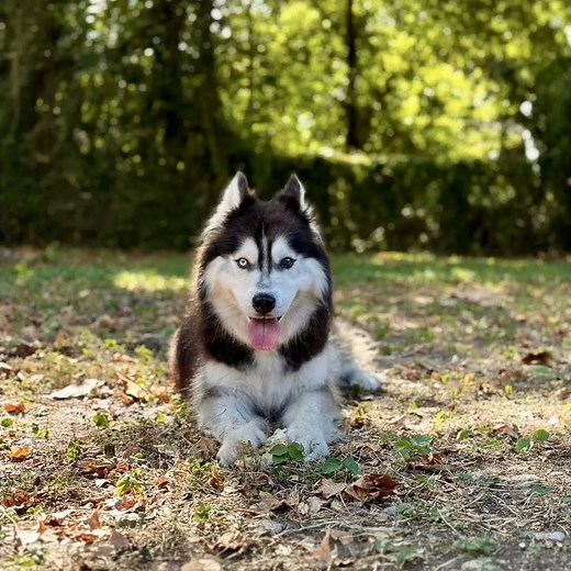 When you adopt a dog from Texas Husky Rescue, you get to experience all of the joys of taking them on new adventures. Whether it is to the mountains, the lake, a winery, or just on a walk somewhere new, you can take comfort knowing your TXHR husky is living their best life. None of this can happen without our volunteers, fosters, and donors! The more you give, the more we can save and make EVERY DAY an adventure for more huskies!!! Give today and help us #SaveMoreHuskies! https://www.northtexasg