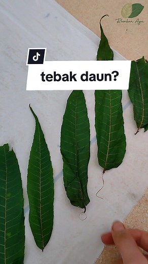 Pelatihan Ecoprint: Daun Suren dan Tips Praktis