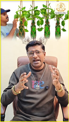 VAMANAN SESSHADRI on Instagram: "🔥 Top 3 Money Plant Secrets for MAXIMUM Prosperity 🔥 #money #moneyplant #remedies Money plants are not just decorative — their placement direction decides prosperity flow. Many homes keep money plants but miss results due to wrong energy alignment. In this reel, ShriGuru Vamanan Seshadri shares powerful insights on prosperity directions. Correct direction activates wealth retention and steady money growth. Wrong placement can silently cause financial leakage an