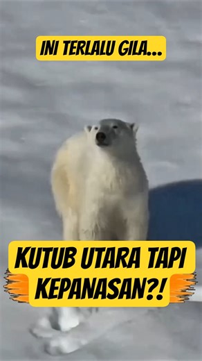 Can Polar Bears Get Overheated in the Arctic?!