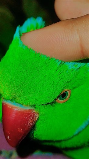 Ringneck Talking parrot video 💗 #talkingparot #parrot #talkingparrot #birdsong #birds #comedy