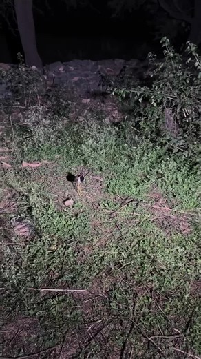 Real Ghost Voice Recording