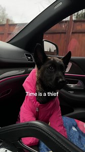 My baby boy #fyp #belgianmalinois #viral #maligatorpuppy #dogsoftiktok