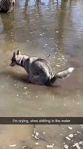 Dog pooping 💩 #dog #funny #funnyvideo