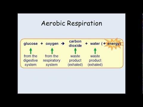 KS3 Biology - Breathing and the effects of exercise.