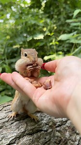How to stop a chipmunk - Simple and Effective! #funny #animals #charlie #cute #command #wow #reels #challenge | Charlie The Chipmunk