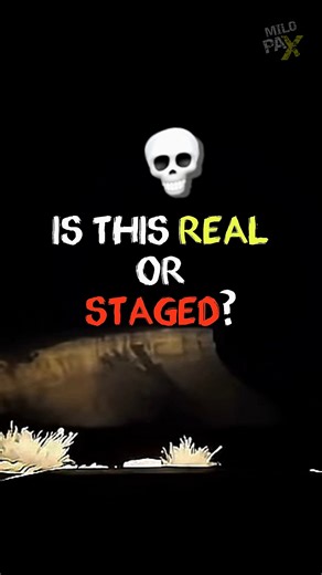 Did a Bird Just Save This Driver’s Life? 😲 Speeding down a dark road, a white bird suddenly crossed its path. The driver braked — just in time — to avoid disaster. Coincidence… or something supernatural? #milopax #unbelievablemoments #wowfactor #dangerzone #mysterymoment | MiloPax