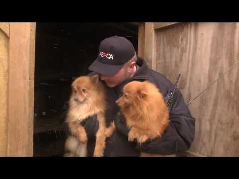 ASPCA and Kentucky Humane Society Rescue Puppy Mill Dogs in Nancy, KY Jan. 21, 2014