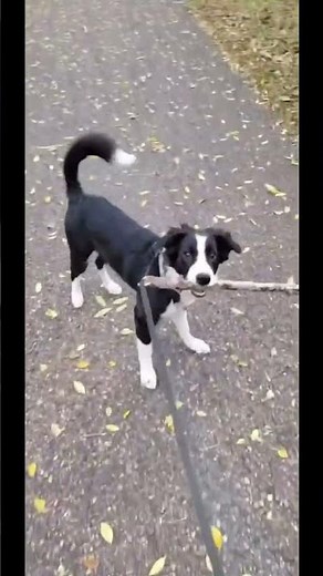 Why Border Collies Are Too Smart?