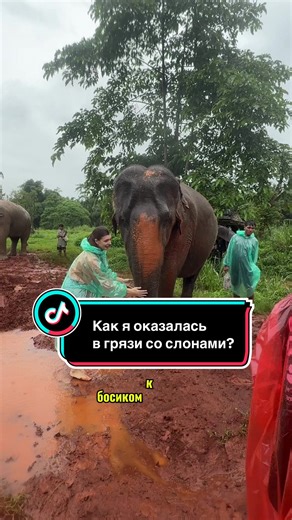 Когда вместо пляжного отдыха тебя назначают слоновьим СПА-мастером 🐘💦 Грязевые маски, много бананов и мокрые объятия по-тайски! Кто бы мог подумать, что купать 3-тонного гиганта — это лучшая терапия? 😍 Из-за своих габаритов слоны кажутся грубыми, но когда такой гигант кладет тебе хобот на плечо — это самая нежная тяжесть😁 Знаете ли вы, что.: ▪️ их кожа чувствительнее человеческой; ▪️ в реке они могут плавать часами; ▪️ они помнят добро годами — надеюсь, они запомнят мои старания!😅 А вы бы р