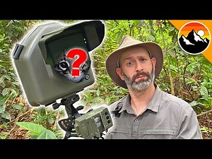 Camera Trap Catches Rare Animal!