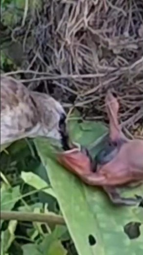 baby birds fall and are still fed