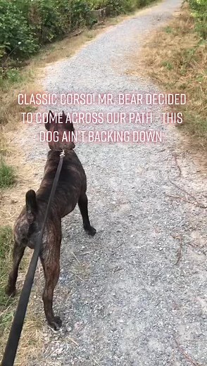 Alpha_Dog_Training_BC on TikTok