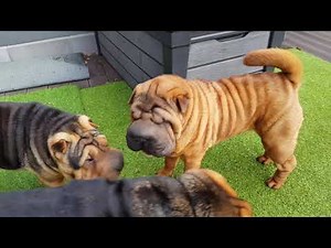 Just an ordinary look into our shar pei family