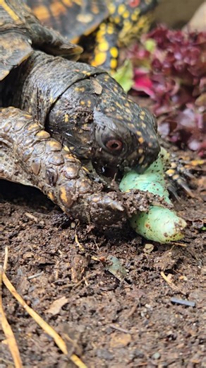 2.8K views · 47 reactions | Tuesday Turtle  Therapy!! Does anyone else find turtles therapeutic?!! I lose a lot of time ⏰️⌚️⏳️ sitting with the turtles but they are so relaxing, unlike the crazy new red fox 力! Lol.藍 #tuesday #turtles #therapy #mentalhealth #relaxing #breathe #healthylifestyle #slowliving #nice #time #day #enjoy #life #love #video #animals #videooftheday #outdoors #nature #goodvibes #meditation | NC Wildlife Rehab | Facebook