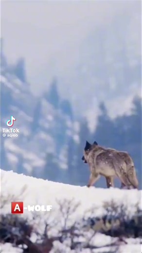 Wolves and Ravens share a very symbolic life together, Ravens will follow Wolves for life. | Guardians Of The Wolves