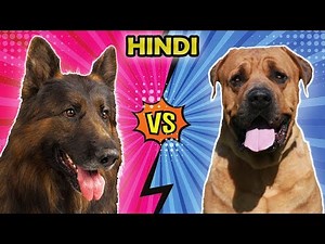 German Shepherd vs Bullmastiff: Which One Is Best? Hindi | Dog Breeds Comparison| Dog Facts India