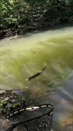 Huge Pike on the Bait!!!
