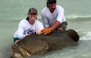 Video: Florida Couple Reels In Giant Grouper from Shore | OutdoorHub